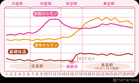 基礎体温を上げる方法は 低体温改善におすすめの食ベ物や運動で妊活やダイエット ままのて 基礎体温を上げる方法は 低体温改善におすすめの食ベ物や運動で妊活やダイエット ままのて