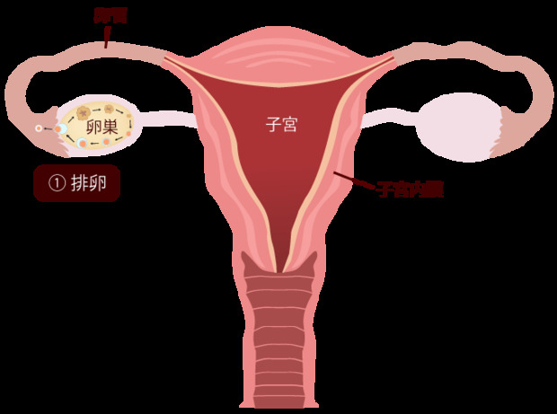 【産婦人科医監修】妊娠の仕組みとは？排卵～受精～着床の流れを図解！子作りのコツを知ろう | ままのて