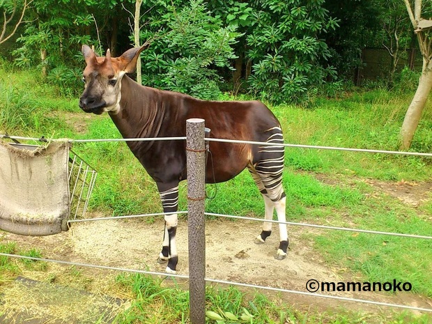 横浜の子連れおでかけスポット12選 人気観光地やホテルも紹介 体験談あり ままのて