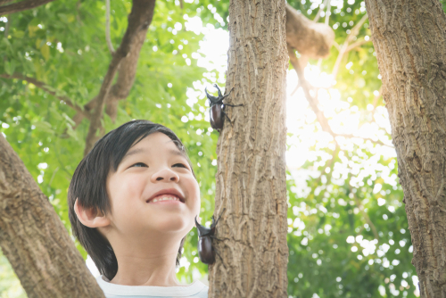 カブトムシ・クワガタ採集に！トラップを使って夏の虫採りを楽しもう！
